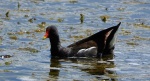Kokoszka zwyczajna, kokoszka, kokoszka wodna, kurka wodna (Gallinula chloropus)
