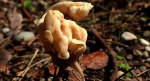 Piestrzyca kędzierzawa (Helvella crispa)