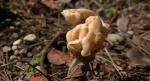Piestrzyca kędzierzawa (Helvella crispa)
