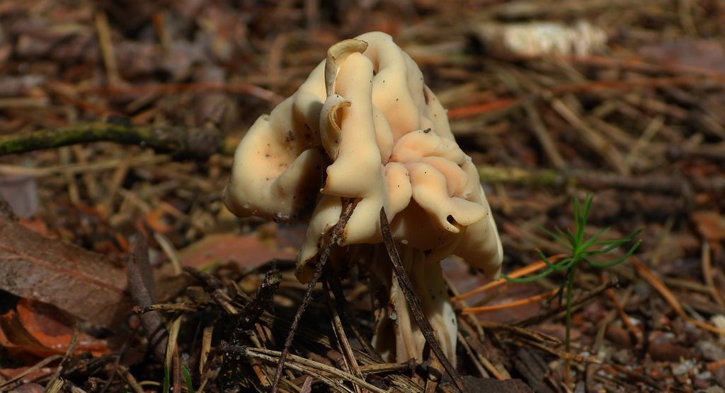 Piestrzyca kędzierzawa (Helvella crispa)
