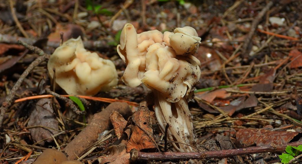 Piestrzyca kędzierzawa (Helvella crispa)