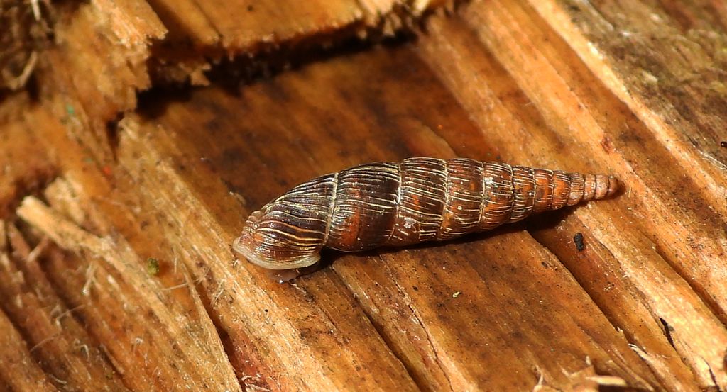 Świdrzyk leśny (Macrogastra plicatula)