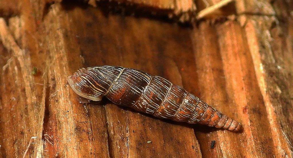 Świdrzyk leśny (Macrogastra plicatula)