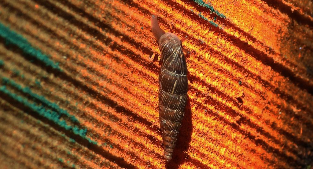 Świdrzyk leśny (Macrogastra plicatula)