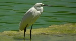 Czapla nadobna (Egretta garzetta)