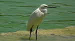 Czapla nadobna (Egretta garzetta)