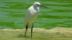Czapla nadobna (Egretta garzetta)