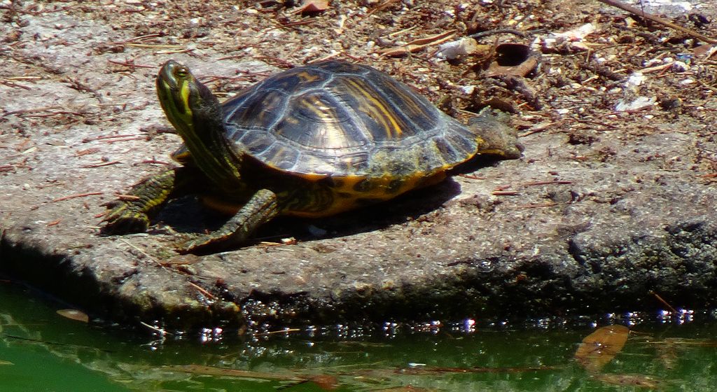 Żółw żółtobrzuchy, żółw żółtouchy (Trachemys scripta scripta)