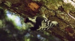 Dzięciołek, dzięcioł mały (Dryobates minor)