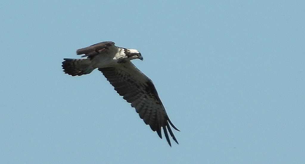 Rybołów (Pandion haliaetus)
