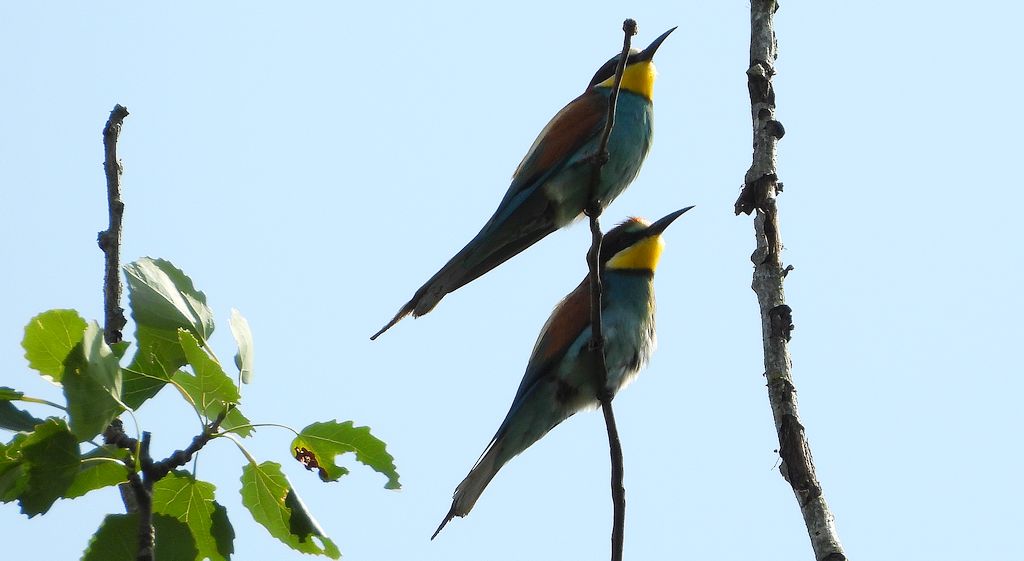 Żołna zwyczajna, żołna pospolita, żołna pszczołojad (Merops apiaster)