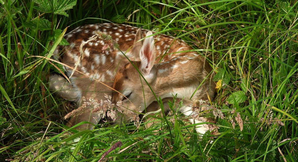 Sarna europejska, sarna (Capreolus capreolus)