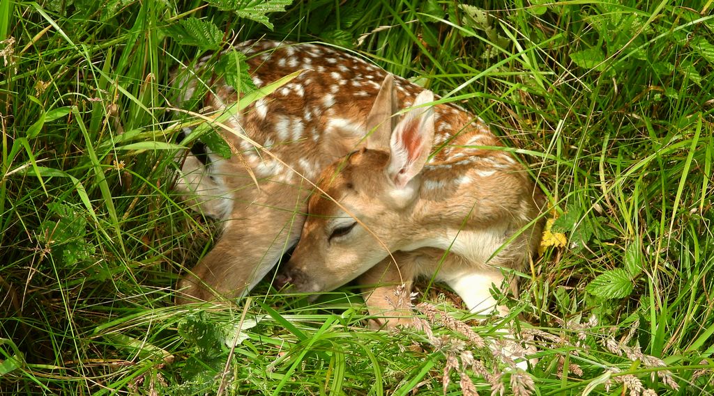 Sarna europejska, sarna (Capreolus capreolus)