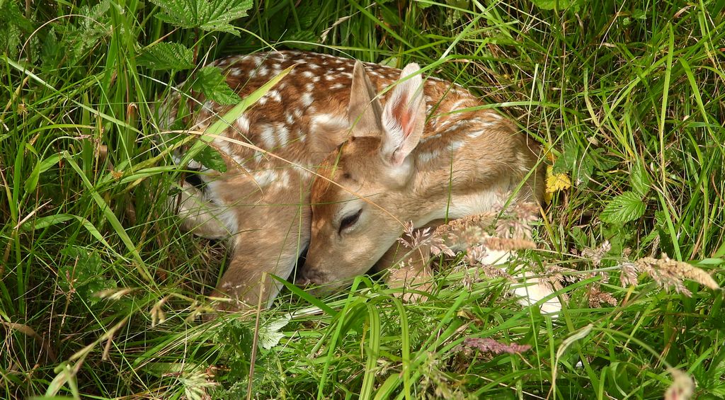 Sarna europejska, sarna (Capreolus capreolus)