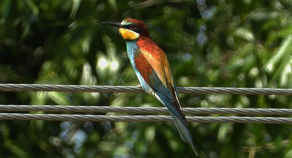 Żołna zwyczajna, żołna pospolita, żołna pszczołojad (Merops apiaster)