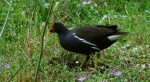 Kokoszka zwyczajna, kokoszka, kokoszka wodna, kurka wodna (Gallinula chloropus)