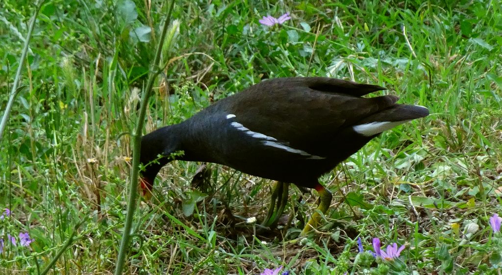 Kokoszka zwyczajna, kokoszka, kokoszka wodna, kurka wodna (Gallinula chloropus)