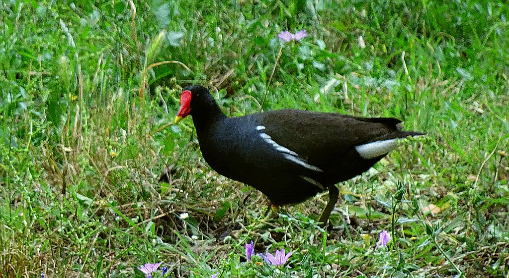 Kokoszka zwyczajna, kokoszka, kokoszka wodna, kurka wodna (Gallinula chloropus)