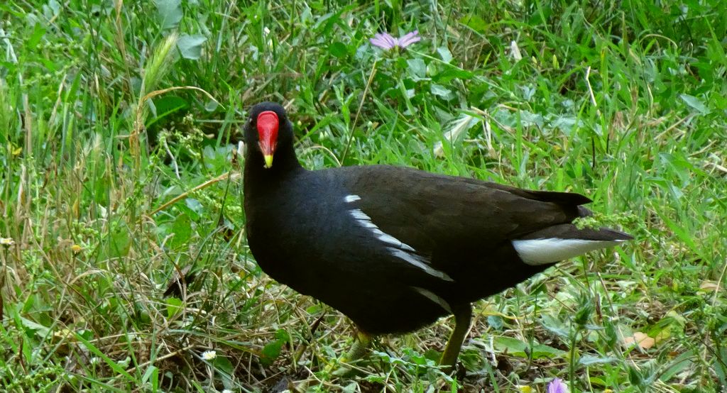 Kokoszka zwyczajna, kokoszka, kokoszka wodna, kurka wodna (Gallinula chloropus)