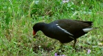 Kokoszka zwyczajna, kokoszka, kokoszka wodna, kurka wodna (Gallinula chloropus)