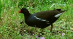 Kokoszka zwyczajna, kokoszka, kokoszka wodna, kurka wodna (Gallinula chloropus)