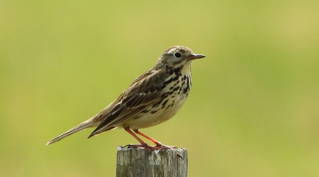 Świergotek łąkowy (Anthus pratensis)