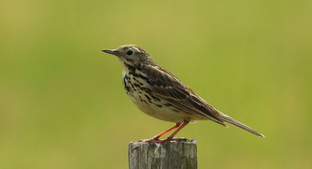 Świergotek łąkowy (Anthus pratensis)