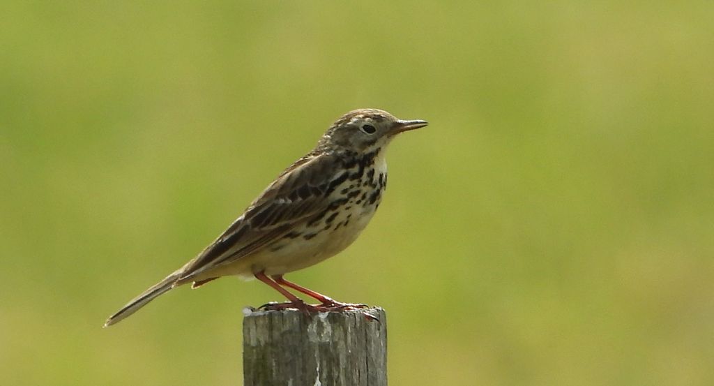 Świergotek łąkowy (Anthus pratensis)