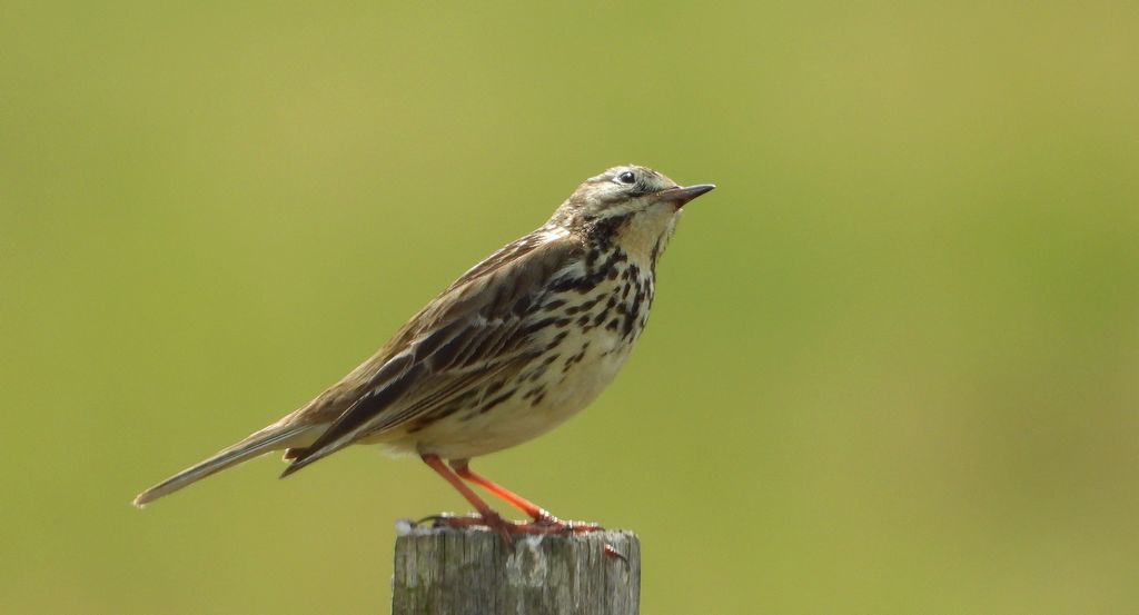 Świergotek łąkowy (Anthus pratensis)