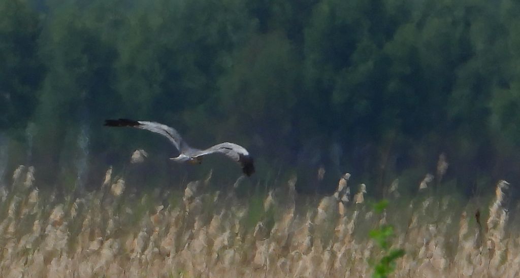Błotniak łąkowy (Circus pygargus)