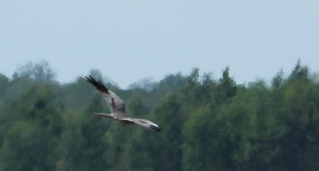 Błotniak łąkowy (Circus pygargus)