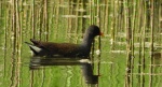 Kokoszka zwyczajna, kokoszka, kokoszka wodna, kurka wodna (Gallinula chloropus)
