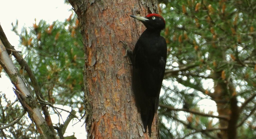 Dzięcioł czarny (Dryocopus martius)
