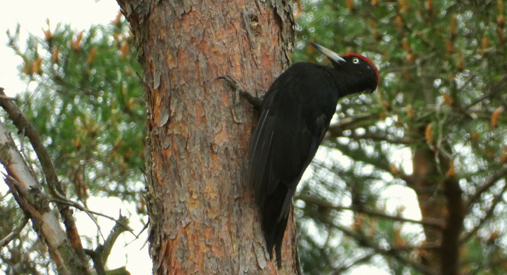 Dzięcioł czarny (Dryocopus martius)