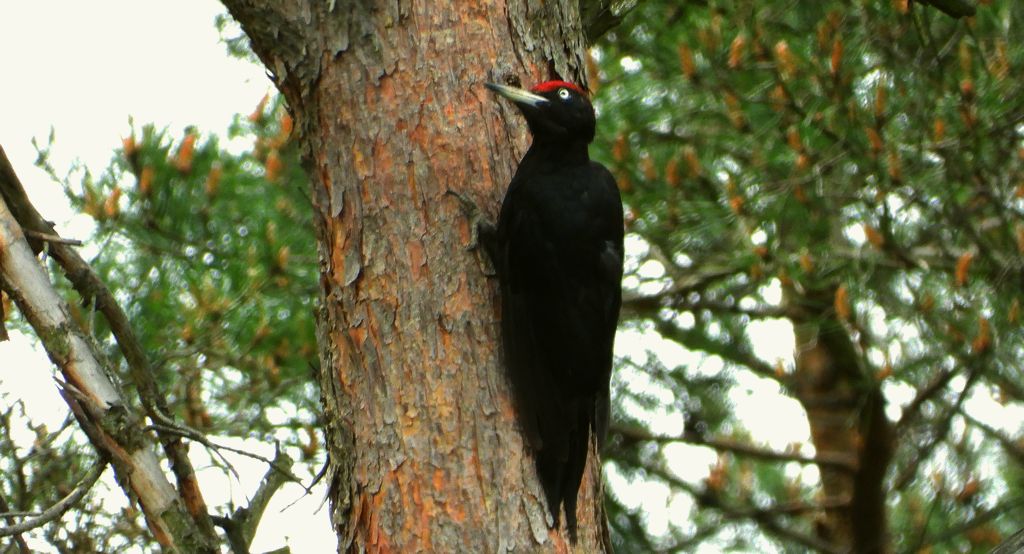 Dzięcioł czarny (Dryocopus martius)