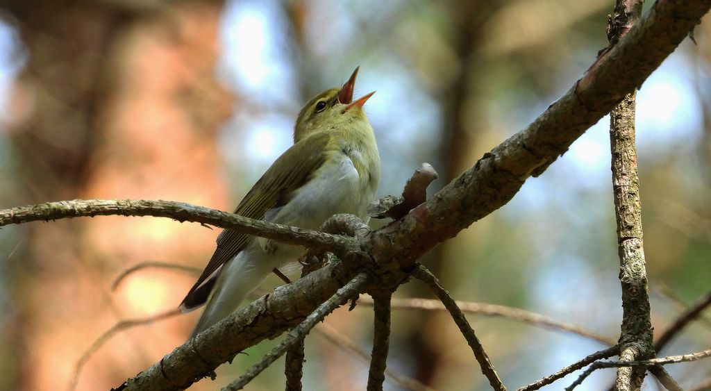 Świstunka leśna (Rhadina sibilatrix)