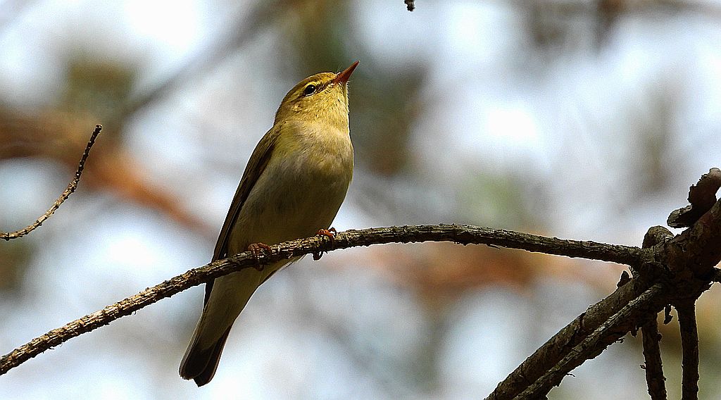 Świstunka leśna (Rhadina sibilatrix)