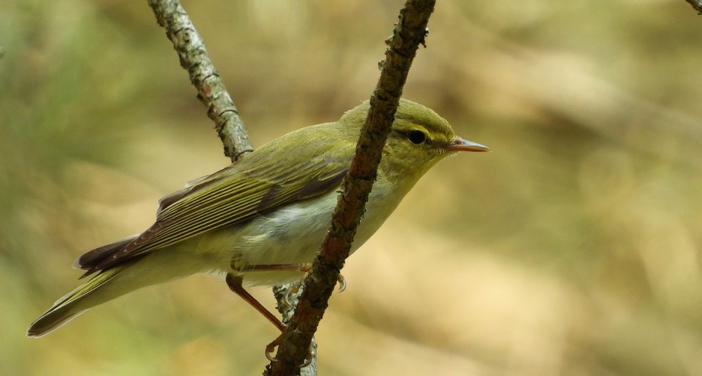 Świstunka leśna (Rhadina sibilatrix)