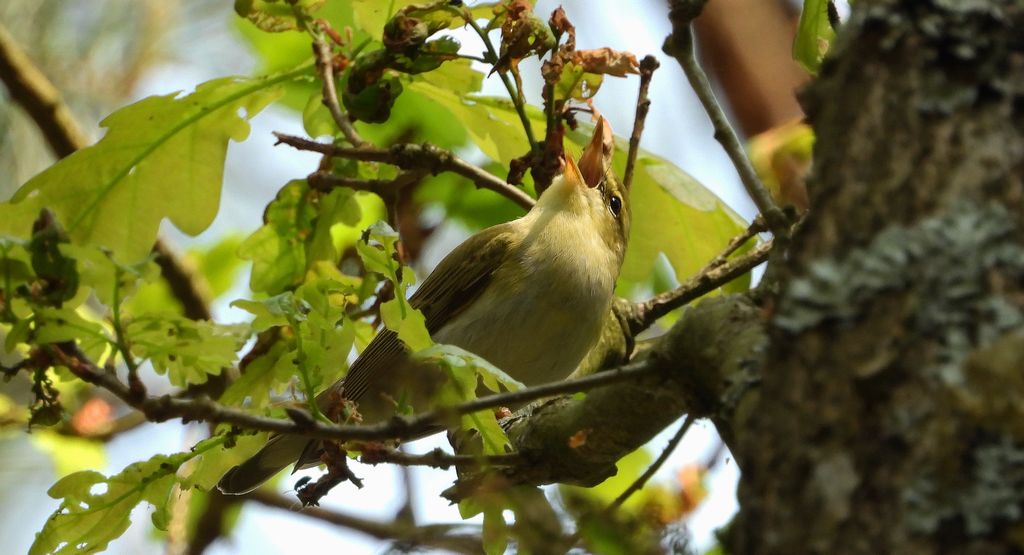 Świstunka leśna (Rhadina sibilatrix)