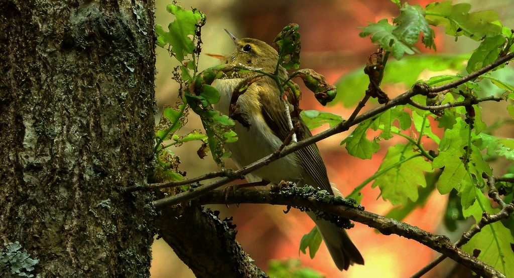 Świstunka leśna (Rhadina sibilatrix)