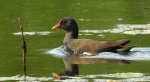 Kokoszka zwyczajna, kokoszka, kokoszka wodna, kurka wodna (Gallinula chloropus)