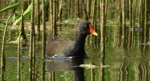 Kokoszka zwyczajna, kokoszka, kokoszka wodna, kurka wodna (Gallinula chloropus)