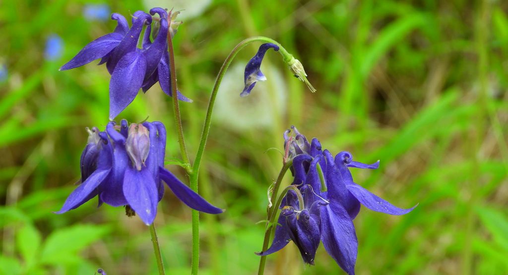 Orlik pospolity (Aquilegia vulgaris L.)