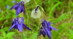 Orlik pospolity (Aquilegia vulgaris L.)