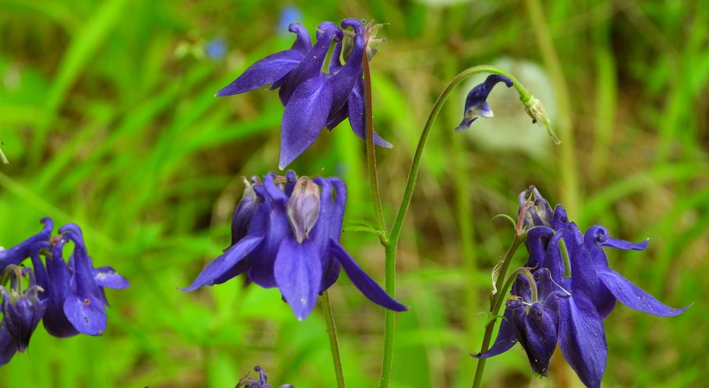 Orlik pospolity (Aquilegia vulgaris L.)