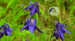 Orlik pospolity (Aquilegia vulgaris L.)