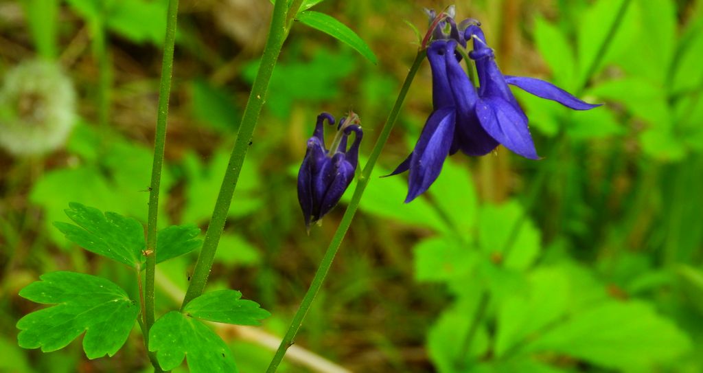 Orlik pospolity (Aquilegia vulgaris L.)