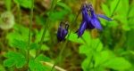 Orlik pospolity (Aquilegia vulgaris L.)