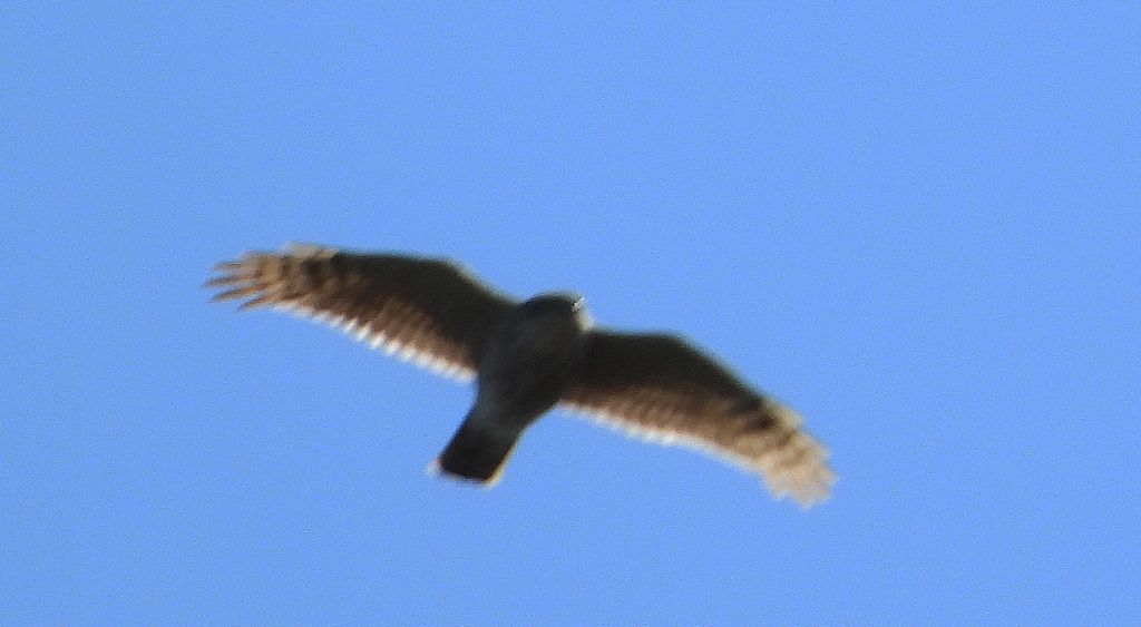 Krogulec zwyczajny, krogulec, jastrząb wróblarz (Accipiter nisus)