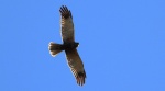 Błotniak stawowy (Circus aeruginosus)